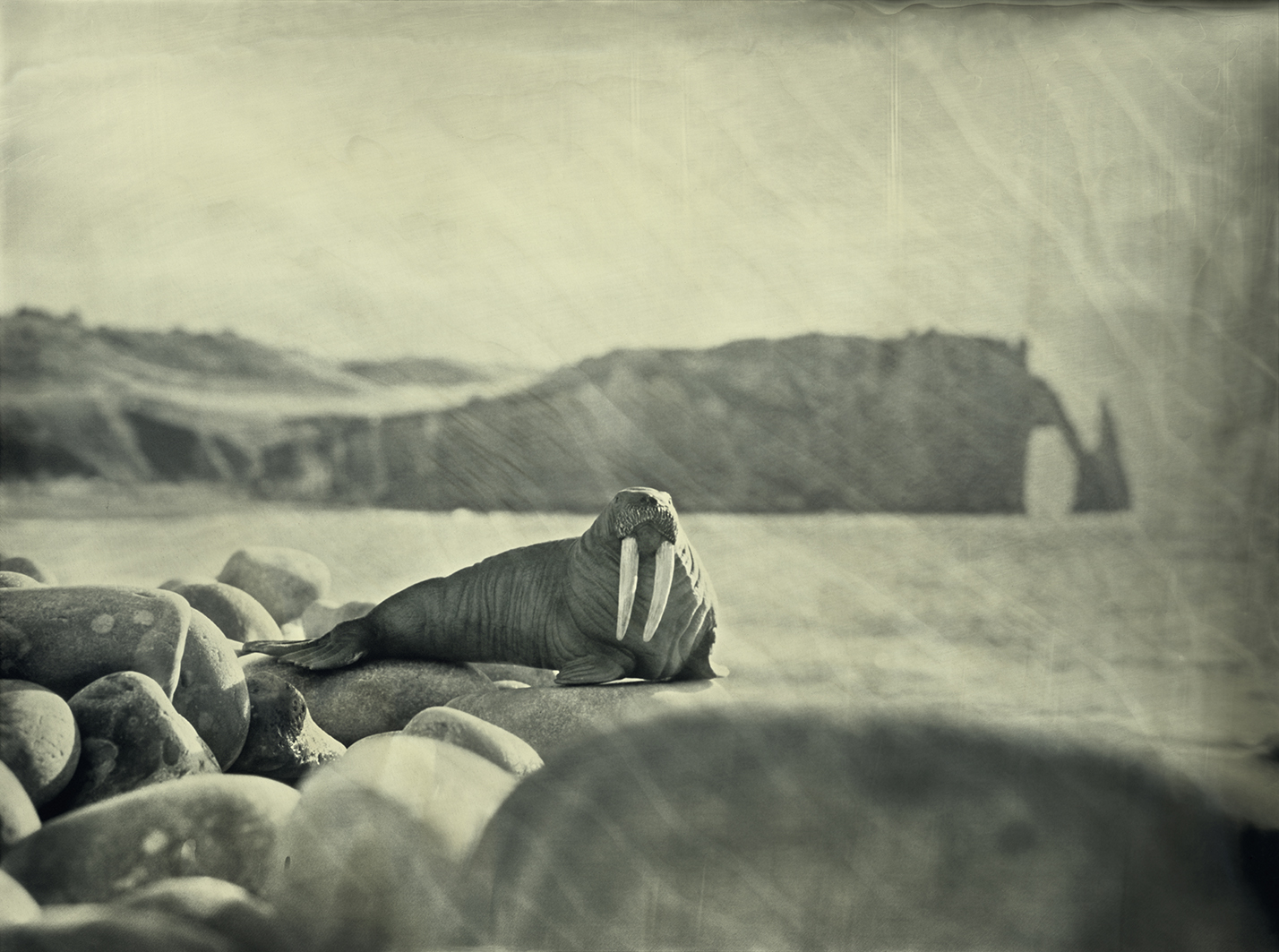 Walrus Etretat France